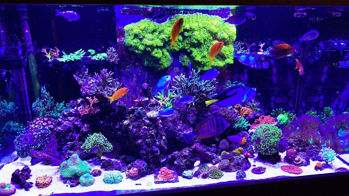 Tampilan setup mixed reef